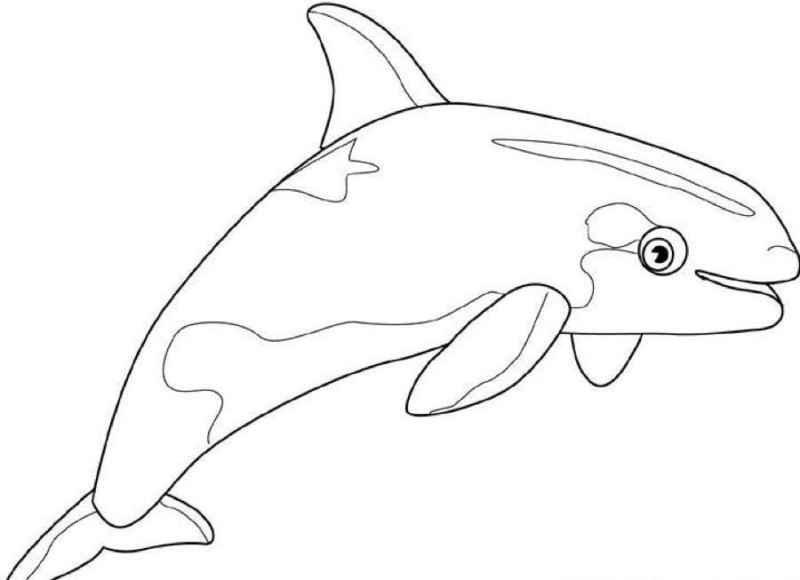 Desenhos de Baleia para Colorir e Imprimir