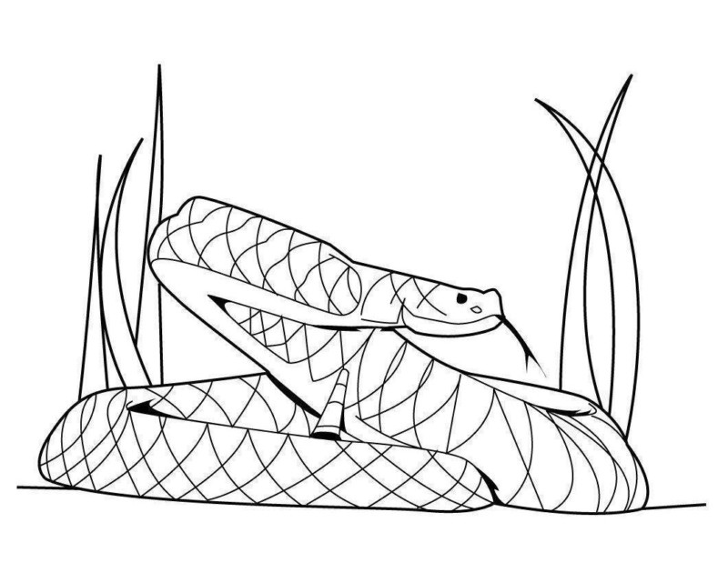 Desenho de Cobrinha para colorir - Tudodesenhos