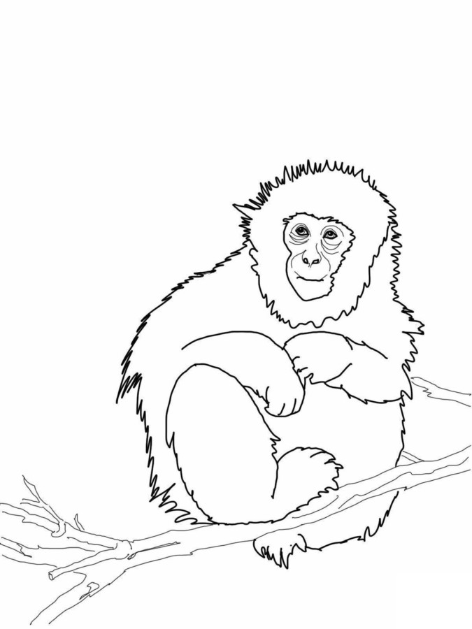 Macaco para Colorir: +60 Desenhos Fofos para Imprimir!