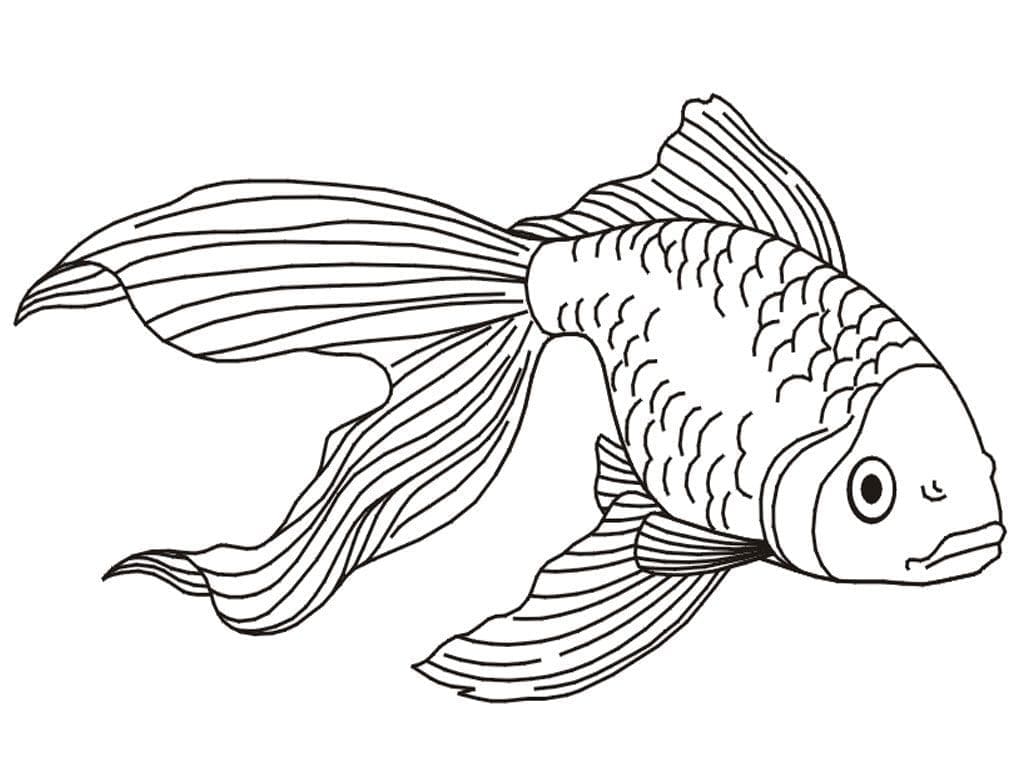 peixinho dourado para imprimir e pintar