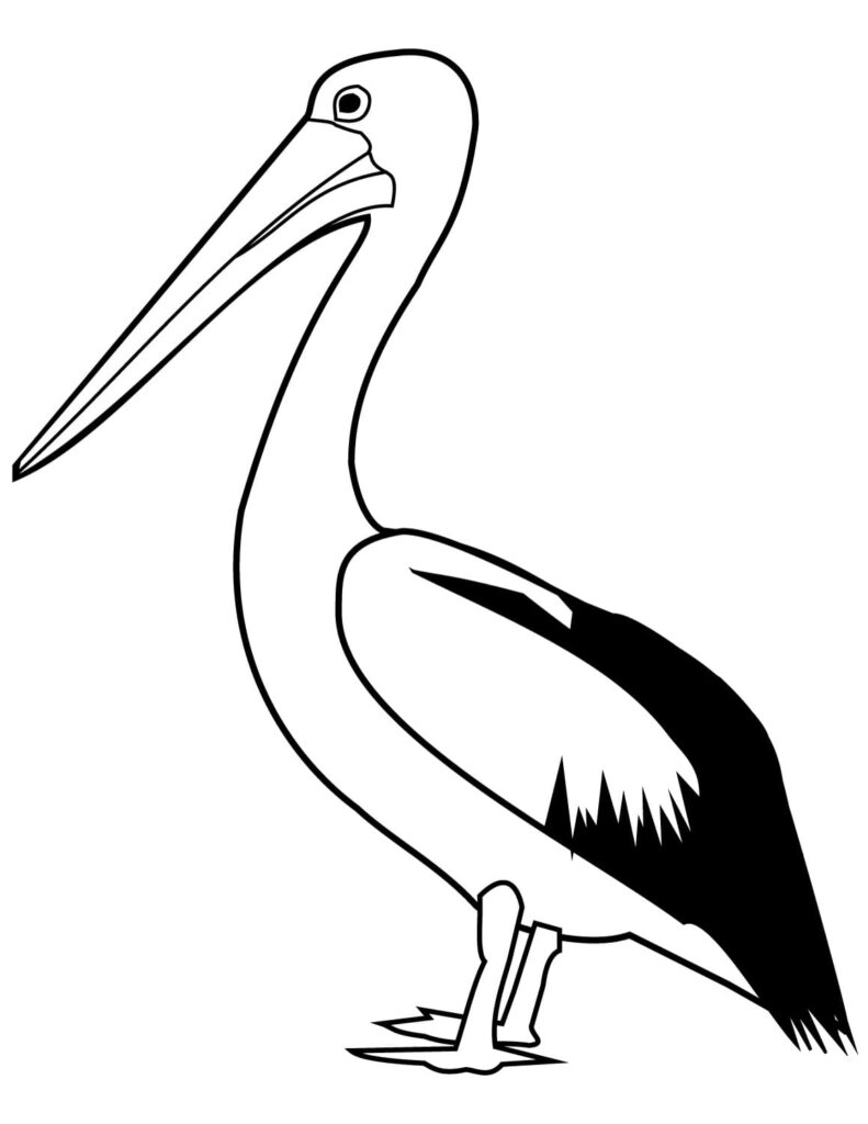 Desenhos de Pelicanos para Imprimir e Colorir